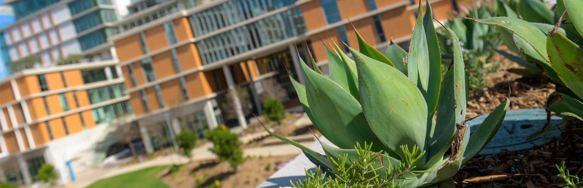 Succulent plant with Sixth College in background